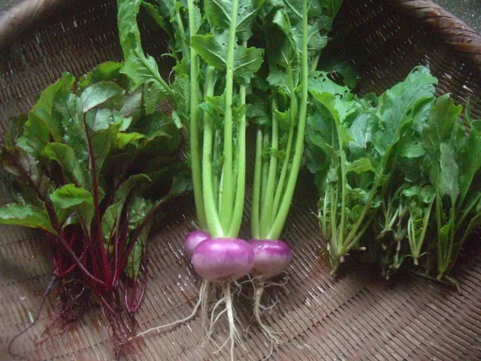 自然栽培＜季節の野菜セット＞佐賀の自然の恵みたっぷり！農薬・化学肥料不使用