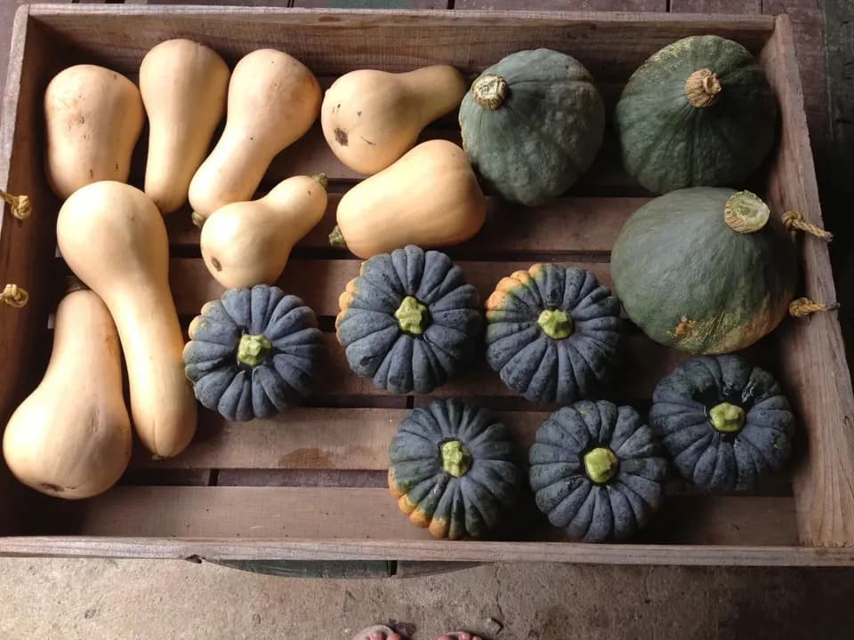 自然栽培＜季節の野菜セット＞佐賀の自然の恵みたっぷり！農薬・化学肥料不使用
