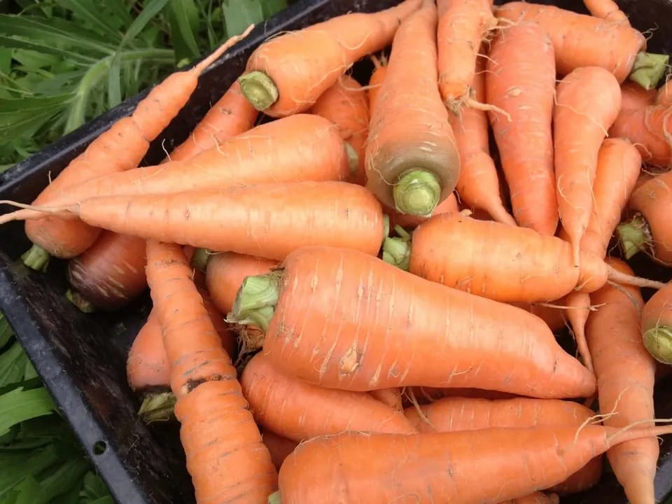 自然栽培＜季節の野菜セット＞佐賀の自然の恵みたっぷり！農薬・化学肥料不使用