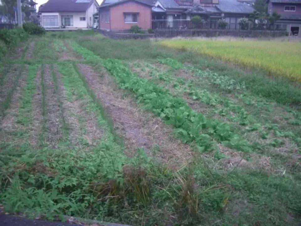 自然栽培＜季節の野菜セット＞佐賀の自然の恵みたっぷり！農薬・化学肥料不使用