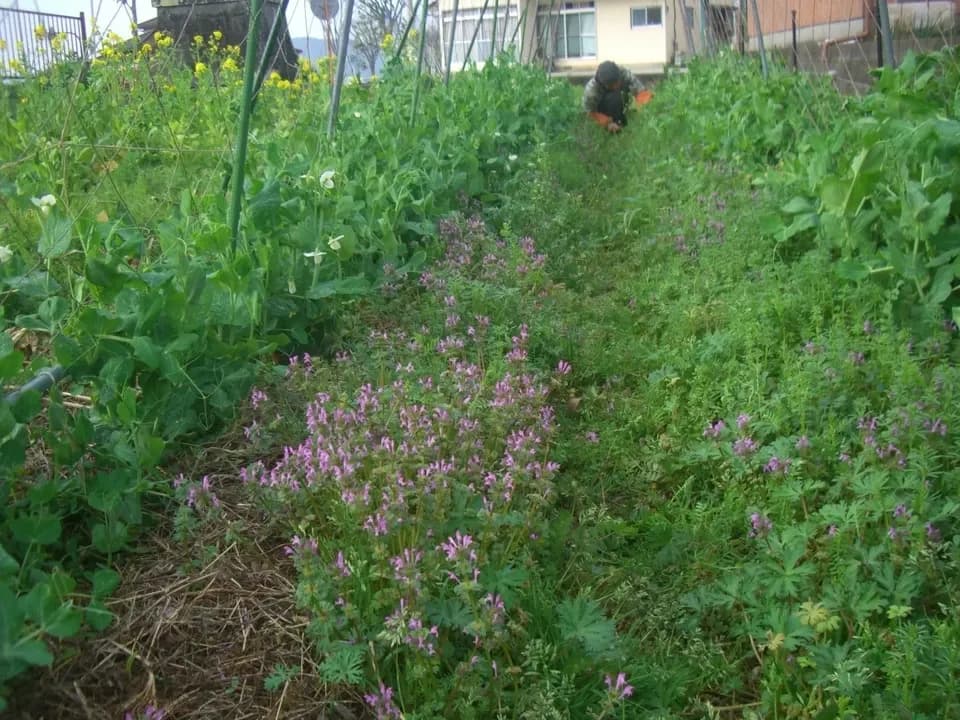 自然栽培＜季節の野菜セット＞佐賀の自然の恵みたっぷり！農薬・化学肥料不使用