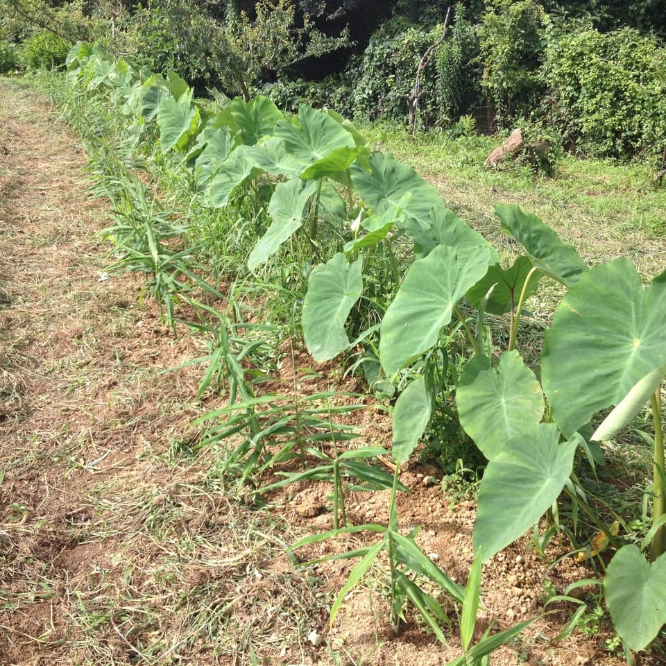 自然農 里芋 BIG FAMILY FARM (佐賀県産) 根菜通販 - たべるとくらすと