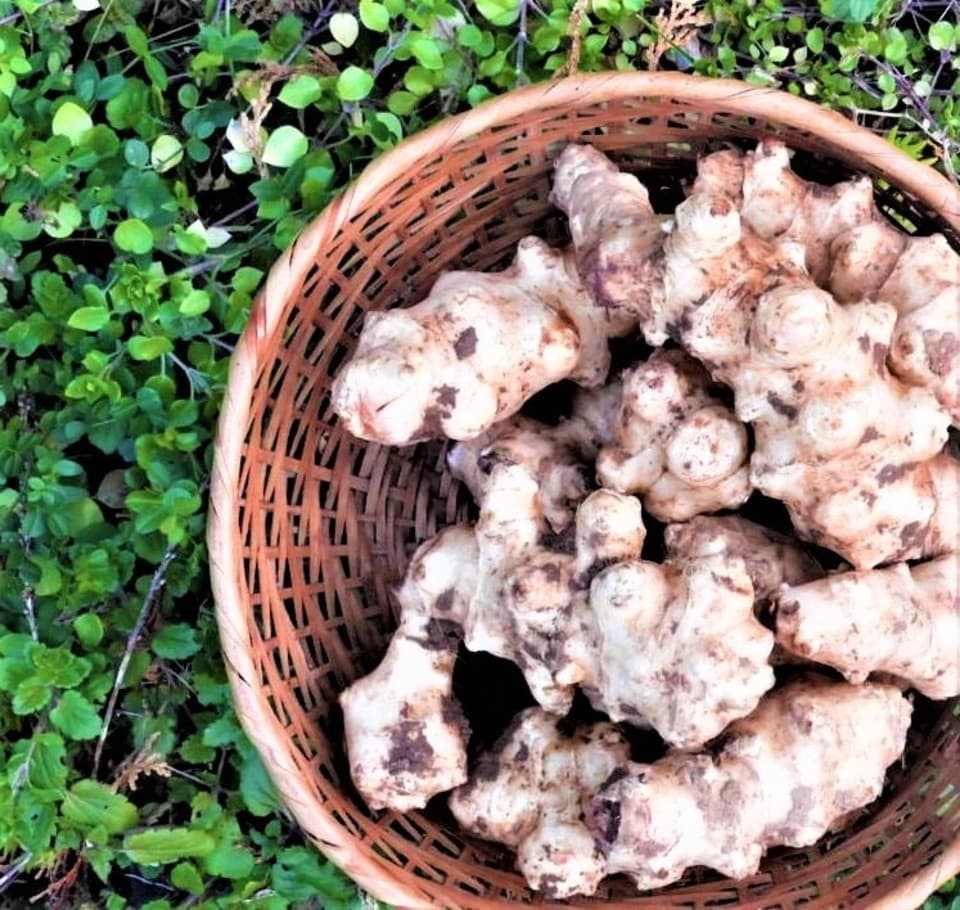 自然農 菊芋 BIG FAMILY FARM (佐賀県産) 根菜通販 - たべるとくらすと