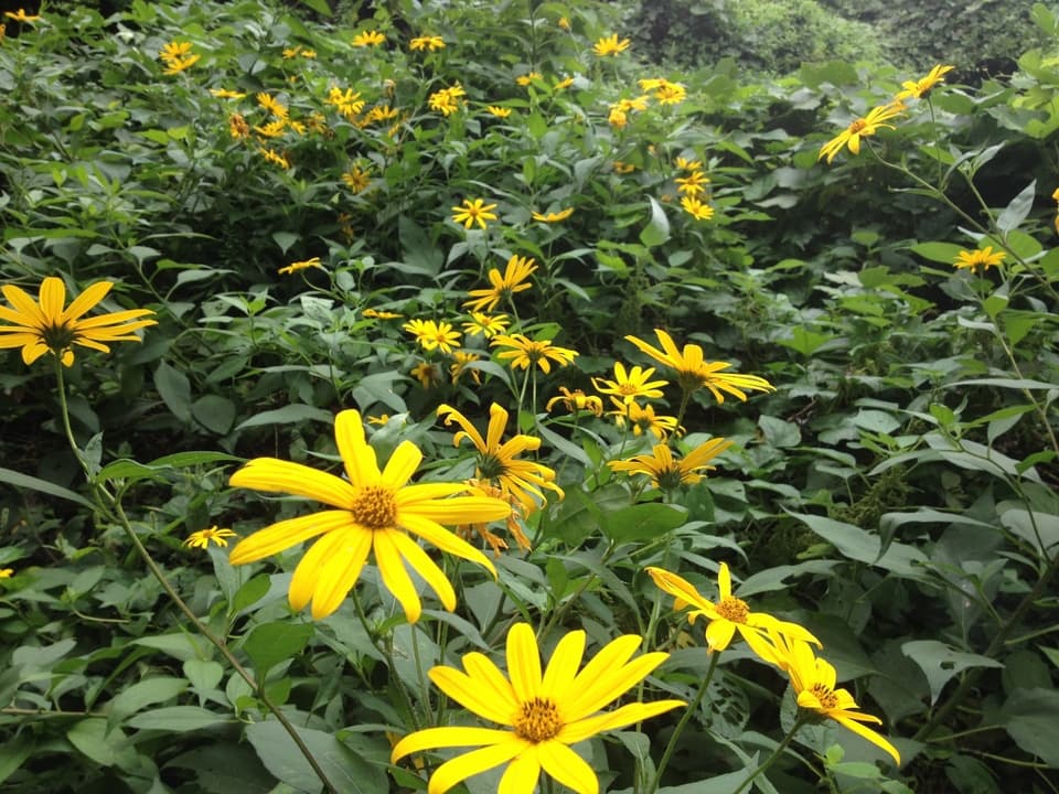 自然農 菊芋