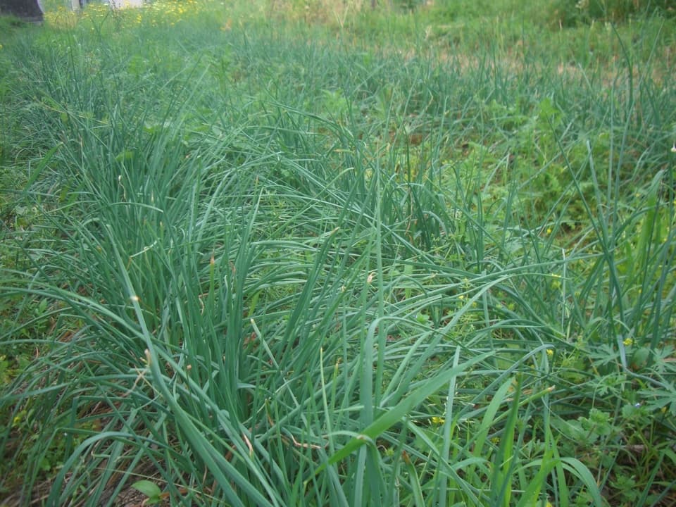 自然農　ラッキョウ