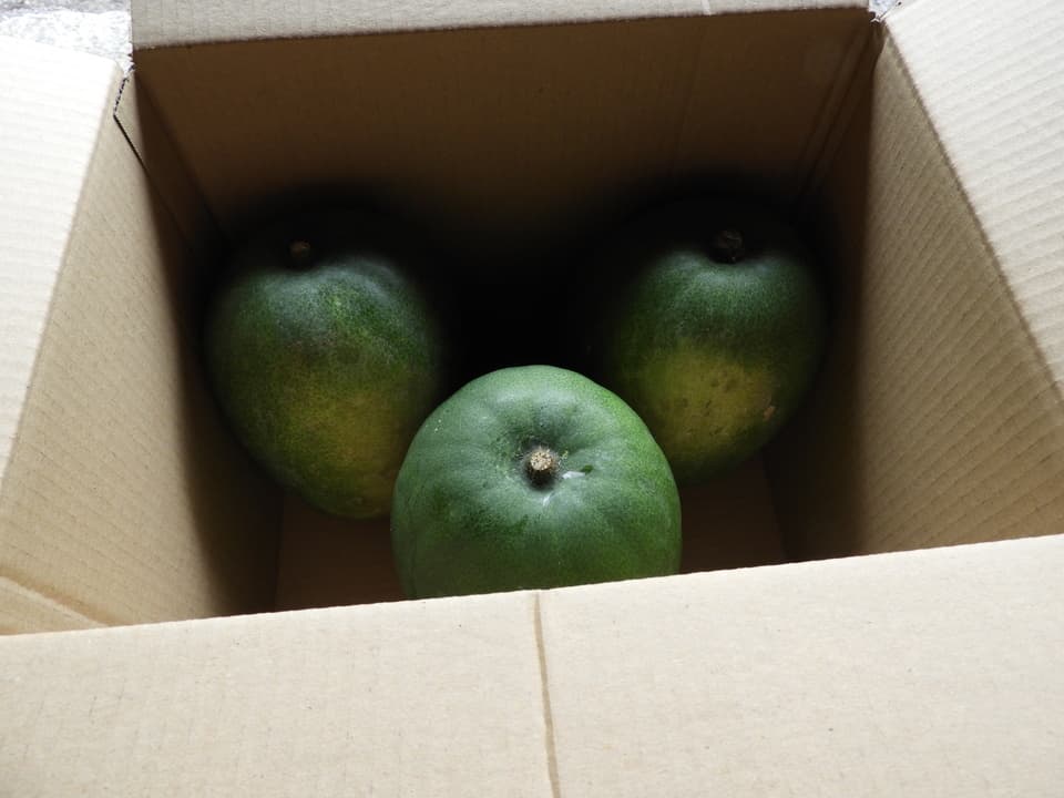 自然農　冬瓜