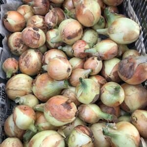 無農薬・無化学肥料栽培＜玉ねぎ＞自然栽培で甘みと旨みが広がる万能野菜のレビュー