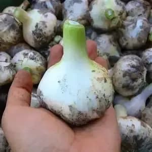 自然農　ニンニク