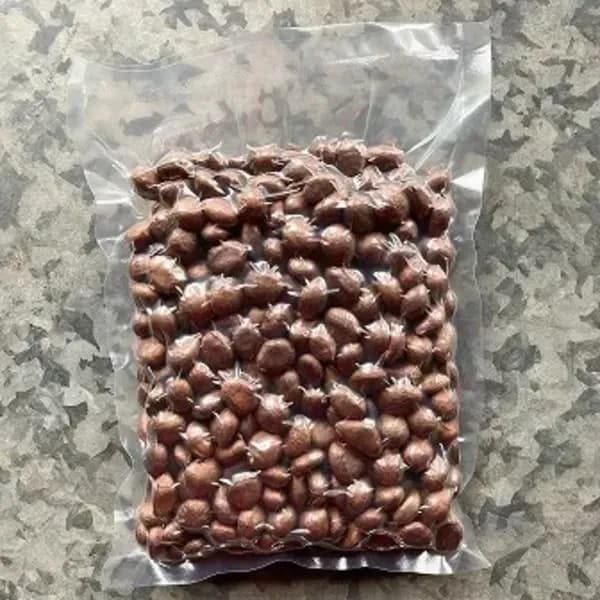 自然農　ビワの種