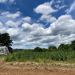 ニンニク、梅、ラッキョウ、夏秋野菜の植え付けと大忙しの５月