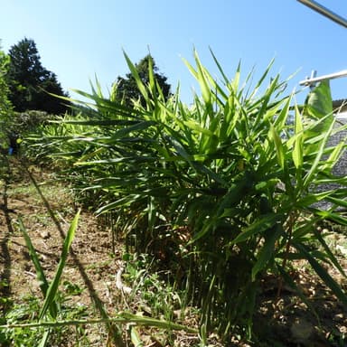 秋冬野菜が充実してきました