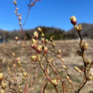 ブルーベリーの剪定作業と花芽の成長