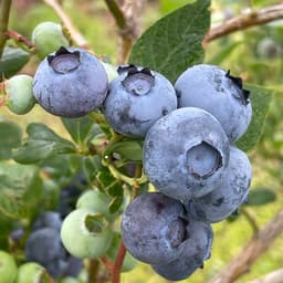ブルーベリーの収穫、間もなく開始します