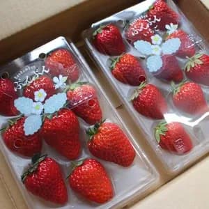 日本みつばちが飛び交う、ぶんぶんいちご（紅ほっぺ）