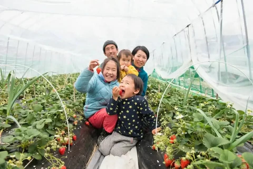 日本みつばちが飛び交う、ぶんぶんいちご（紅ほっぺ）