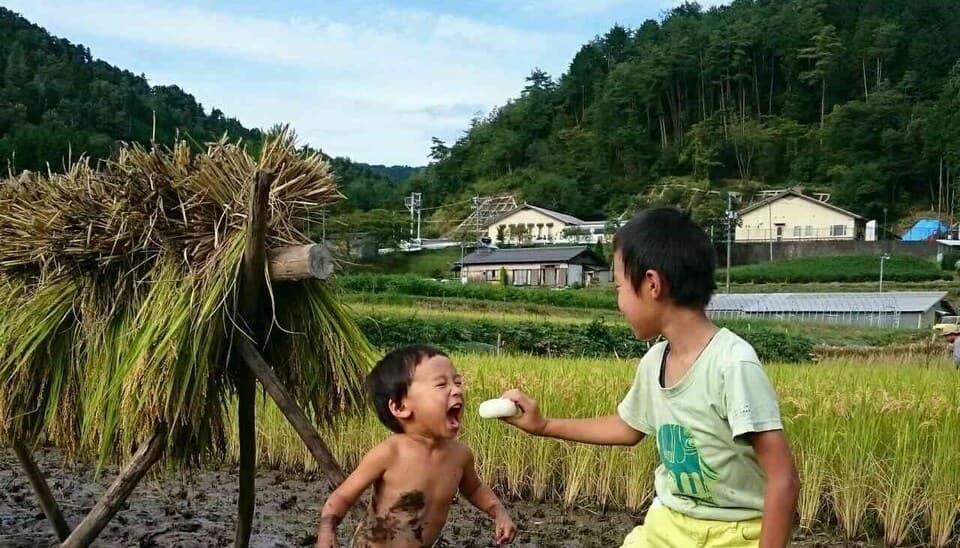 古代もち米「香紫米（かしまい）」