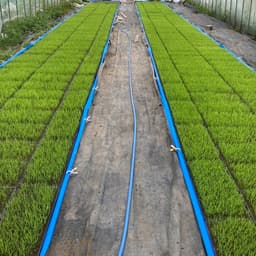 今年も「杵つき〇餅」できました！
