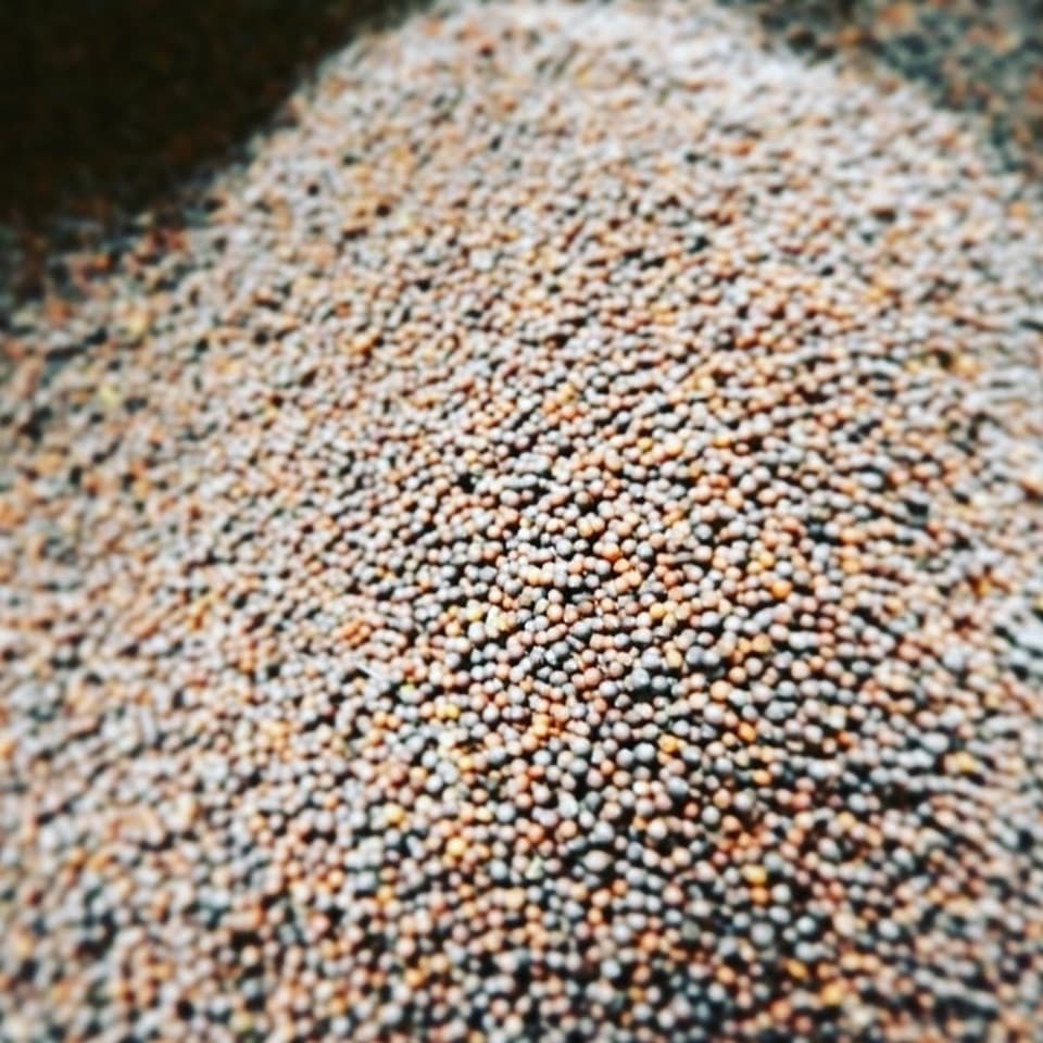 自家採取の種で作る粒マスタード damonde  richmustard