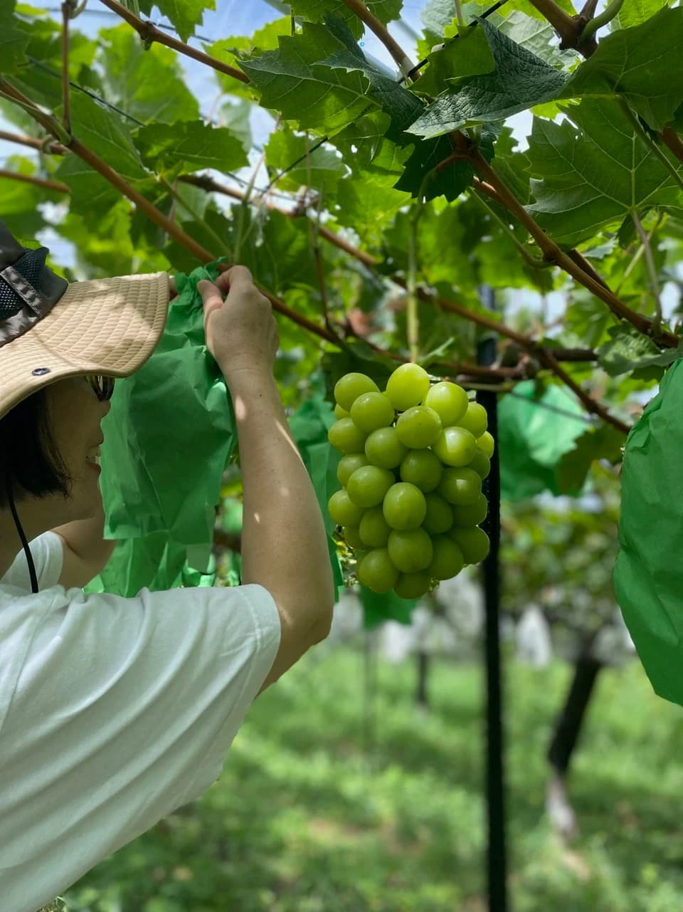 Deai orchard の ぶどう 順次ご発送＜シャインマスカット・BKシードレス・クイーンニーナ＞「大切な方への贈り物にも最適」