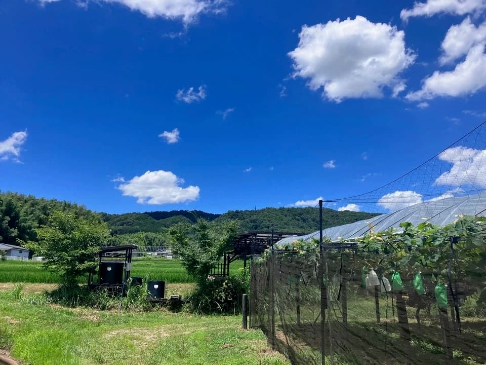 Deai orchard の ぶどう 順次ご発送＜シャインマスカット・BKシードレス・クイーンニーナ＞「大切な方への贈り物にも最適」