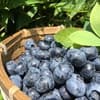無農薬で大切に育てたDeai orchardのブルーベリー