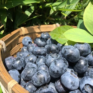 無農薬で大切に育てたDeai orchardのブルーベリー