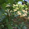 奈良吉野がはじまりの果樹園「Deai orchard」