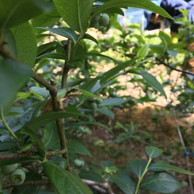 奈良吉野がはじまりの果樹園「Deai orchard」