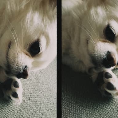 こめちゃん