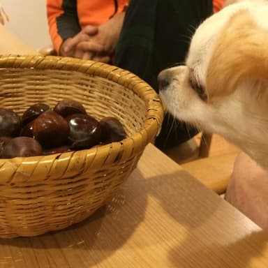 お婆ちゃんの栗