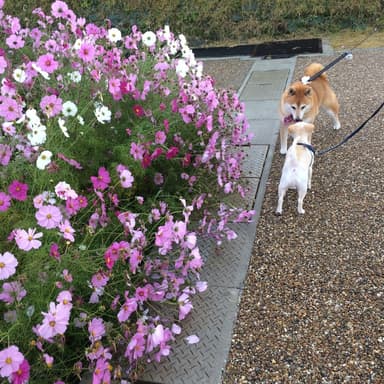 犬とコスモス