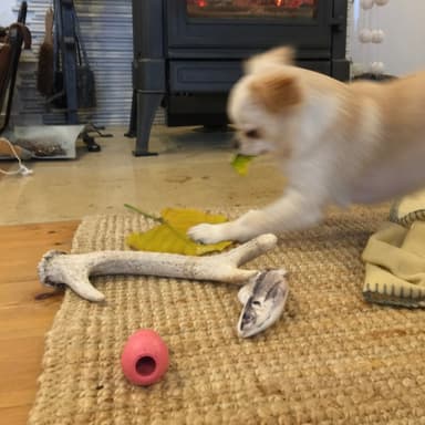 犬とストーブ