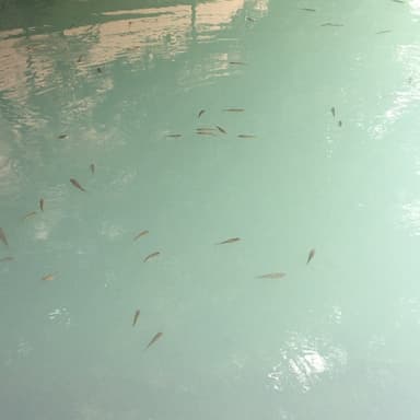 梅雨の池は神様が出てきそうです
