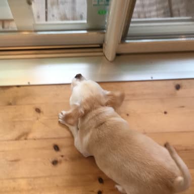 犬、吠え方を覚える。