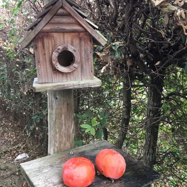 鳥と父と母