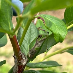 収穫中に見つけたちょこんと可愛いアマガエル
