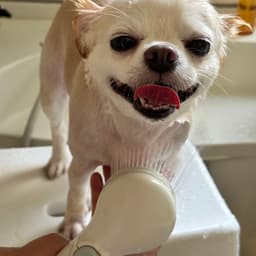 まだまだ暑い日の散歩！こめちゃん、さっぱりシャワーでリフレッシュ🐶