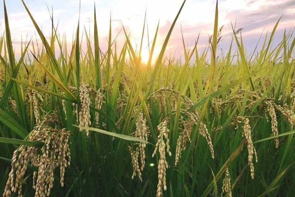 令和7年度産 / ヒノヒカリ 《白米》無農薬  無肥料
