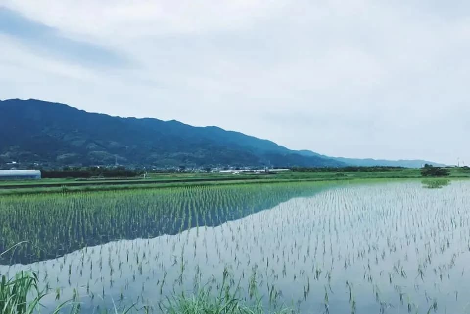 令和7年度産 / ヒノヒカリ 《白米》無農薬  無肥料