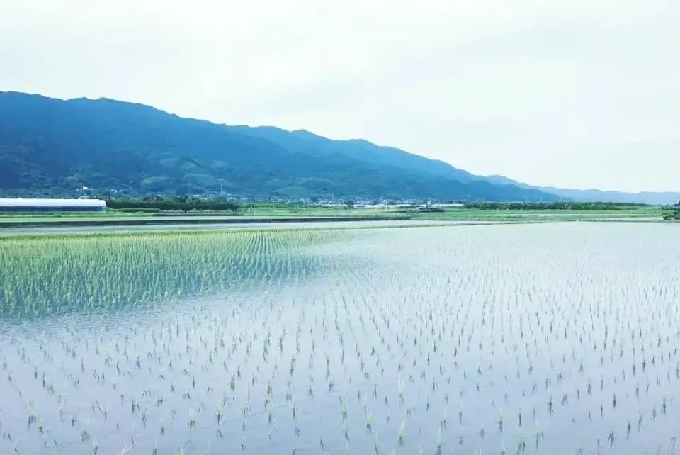 令和7年度産 / ヒノヒカリ 《玄米》無農薬 無肥料 DONI FARM (福岡県産