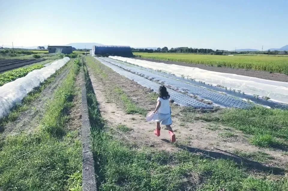 令和7年度産 / ヒノヒカリ 《玄米》無農薬 無肥料 DONI FARM (福岡県産