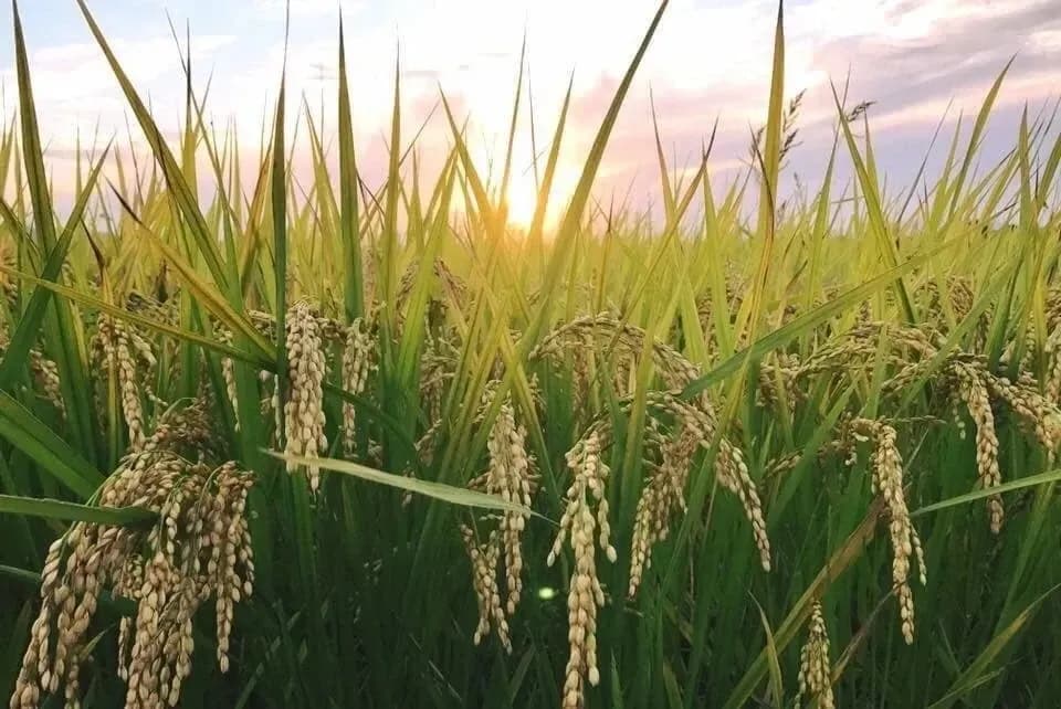 令和7年度産 / ヒノヒカリ 《玄米》無農薬 無肥料 DONI FARM (福岡県産