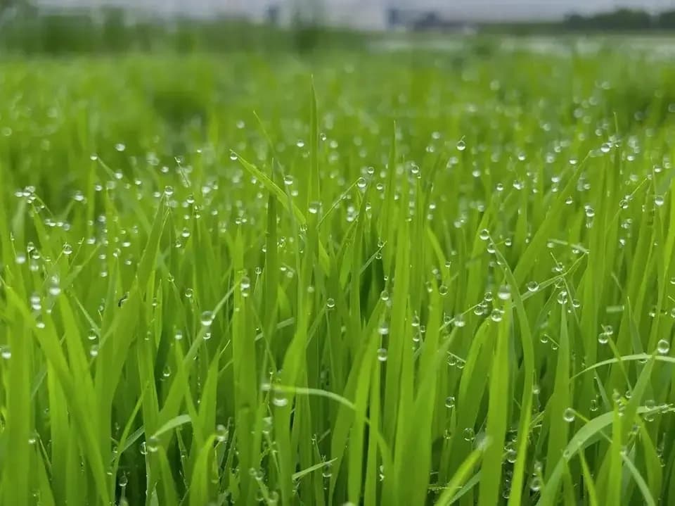 令和7年度産 / ヒノヒカリ 《玄米》無農薬 無肥料 DONI FARM (福岡県産