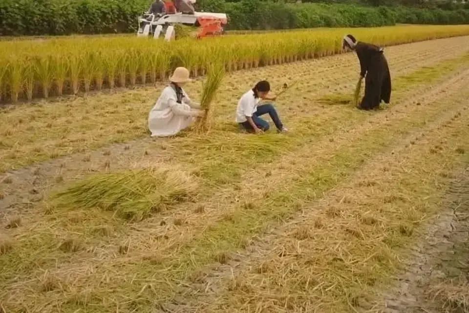 令和7年度産 / ヒノヒカリ 《玄米》無農薬 無肥料 DONI FARM (福岡県産