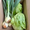 レタスと葉付きタマネギ