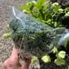 春待ちブロッコリー3株セット