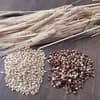 生麦つき参加セット 250g｜基本の焙煎セット