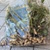 枝葉つきまるまる１株