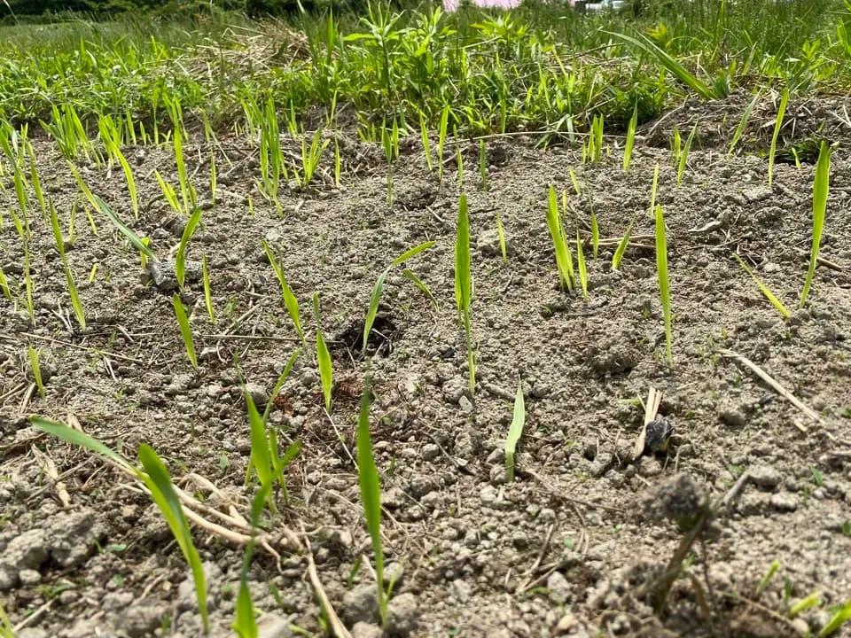 2026年度 新麦・自然栽培二条大麦＜麦茶＞