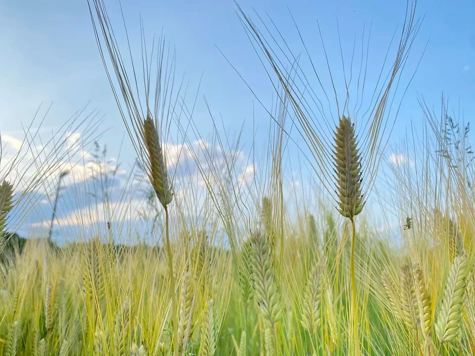 2026年度 新麦・自然栽培二条大麦＜麦茶＞